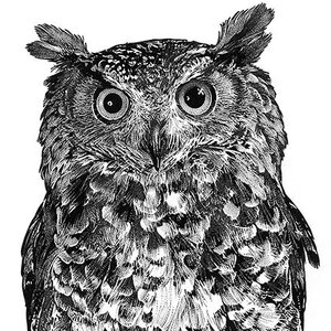 Randy Glass - Animals, Black & White, Books, Editorial, Engraving, Environmental, Nature, Pen & Ink, Realistic, Stipple, Wildlife